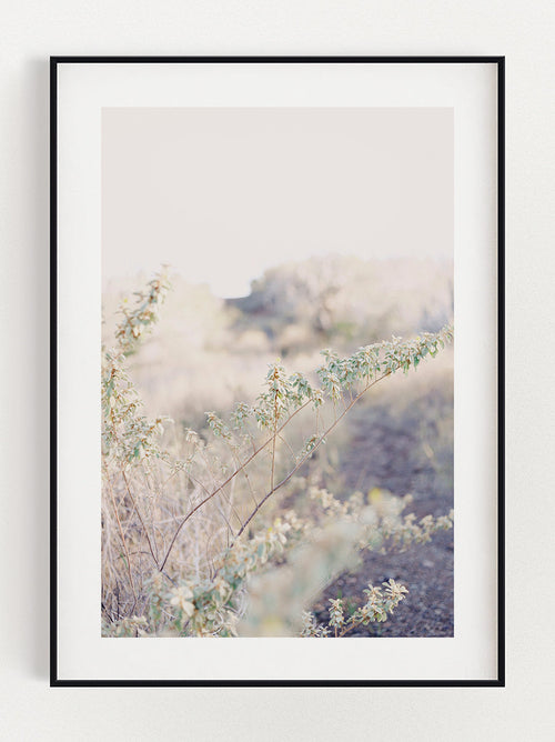 Bush Of Life Poster