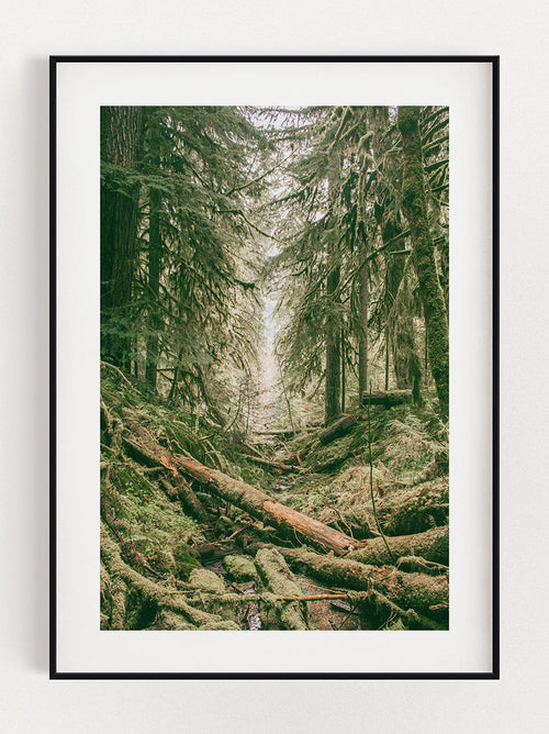 Greenery In The Woods Poster