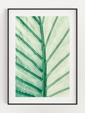 Leaf Of Light Poster